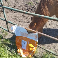 photo de livraison pour Hearthland Royal Horse