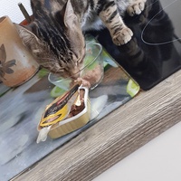photo de livraison pour Chats cerbériens