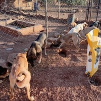 photo de livraison pour 4 Pattes Mogador