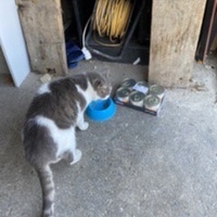photo de livraison pour Les chats Port-Saint-Louisiens