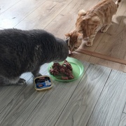 photo de livraison pour NAE-NUTTI - Les chats de la maison brûlée