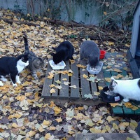 photo de livraison pour Chats Sans Toit 54