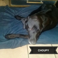 photo de livraison pour EVA Espoir de Vivre Animaux