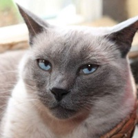 photo de livraison pour Les Chats de Cooper