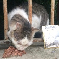 photo de livraison pour Bien vivre avec les Chats Sallélois