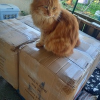 photo de livraison pour Les Pattounes de l'Espoir