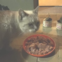 photo de livraison pour Chat Suffit a.sb.l.