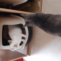 photo de livraison pour Pour l'Amour des Chats