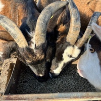 photo de livraison pour Refuge du Poil à la Plume