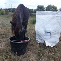 photo de livraison pour Happy Horse Day