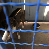 photo de livraison pour Animals voice Macedonia