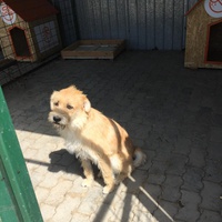 photo de livraison pour Save & Hope for Dogs