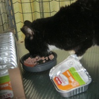 photo de livraison pour Au Bonheur des Chats Libres