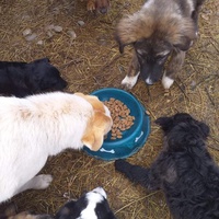 photo de livraison pour Happy Shelter Skopje
