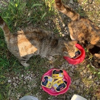 photo de livraison pour ANIMAL ATTITUDE