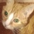 photo animal