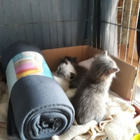 photo de livraison pour Ecole du Chat Libre de Caillerot
