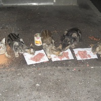 photo de livraison pour Chat Libre de l'Ile du Ramier
