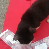 photo de livraison pour Les Chats libres de Calvisson