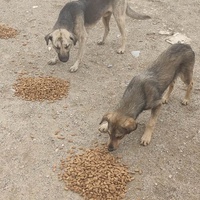 photo de livraison pour Civic Initiative Kane Korzo Skopje
