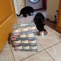 photo de livraison pour Chat de Gout'hier sans Toit
