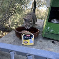photo de livraison pour Les chats Port-Saint-Louisiens