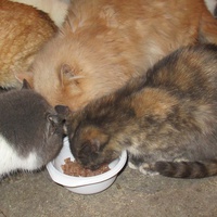 photo de livraison pour Jardin des Chats