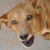 photo animal