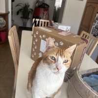 photo de livraison pour Chat Gratouille