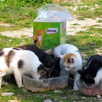 photo de livraison pour L'Ecole du Chat Libre de Berre l'Etang