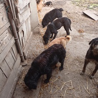 photo de livraison pour Association for the protection of animals "BAK"