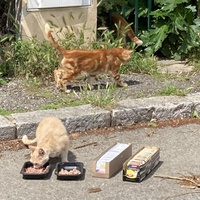 photo de livraison pour Ecole du Chat des Alpilles