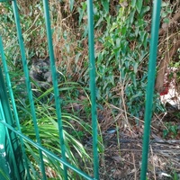 photo de livraison pour Les Chats-Pitresdelavi-Ste