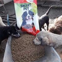 photo de livraison pour Animals voice Macedonia