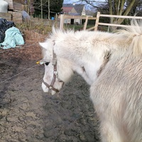 photo de livraison pour Au Bonheur Animal