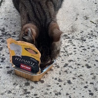 photo de livraison pour Les Chats'nonymes