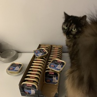 photo de livraison pour Les Chats Libres de Mirepeisset