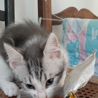 photo de livraison pour Bien vivre avec les Chats Sallélois
