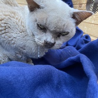 photo de livraison pour Ecole du Chat des Alpilles