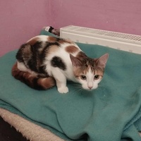 photo de livraison pour Les Chats de la Rue