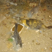 photo de livraison pour Kawthar Maree