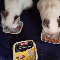 photo de livraison pour Bien vivre avec les Chats Sallélois