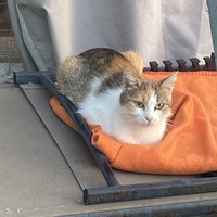 photo de livraison pour SADF (Sauvetage des animaux domestiques de France)