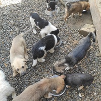 photo de livraison pour Asociatia Save A Life - Salvează O Viata