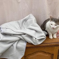 photo de livraison pour Association Des  Chats  De Hyeres
