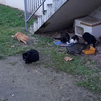 photo de livraison pour Terre des Bêtes