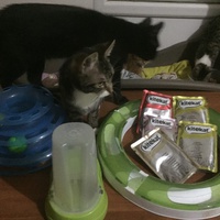 photo de livraison pour Pour l'Amour des Chats