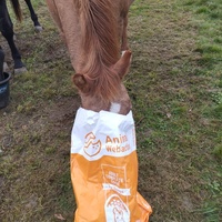 photo de livraison pour Hearthland Royal Horse