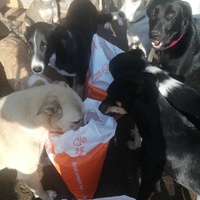 photo de livraison pour Europe4strays