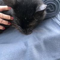 photo de livraison pour Les chats de chez nous